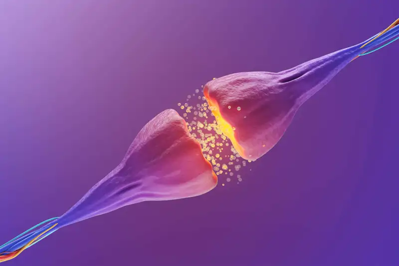Neurotransmisores, mensajeros químicos de las señales entre neuronas
