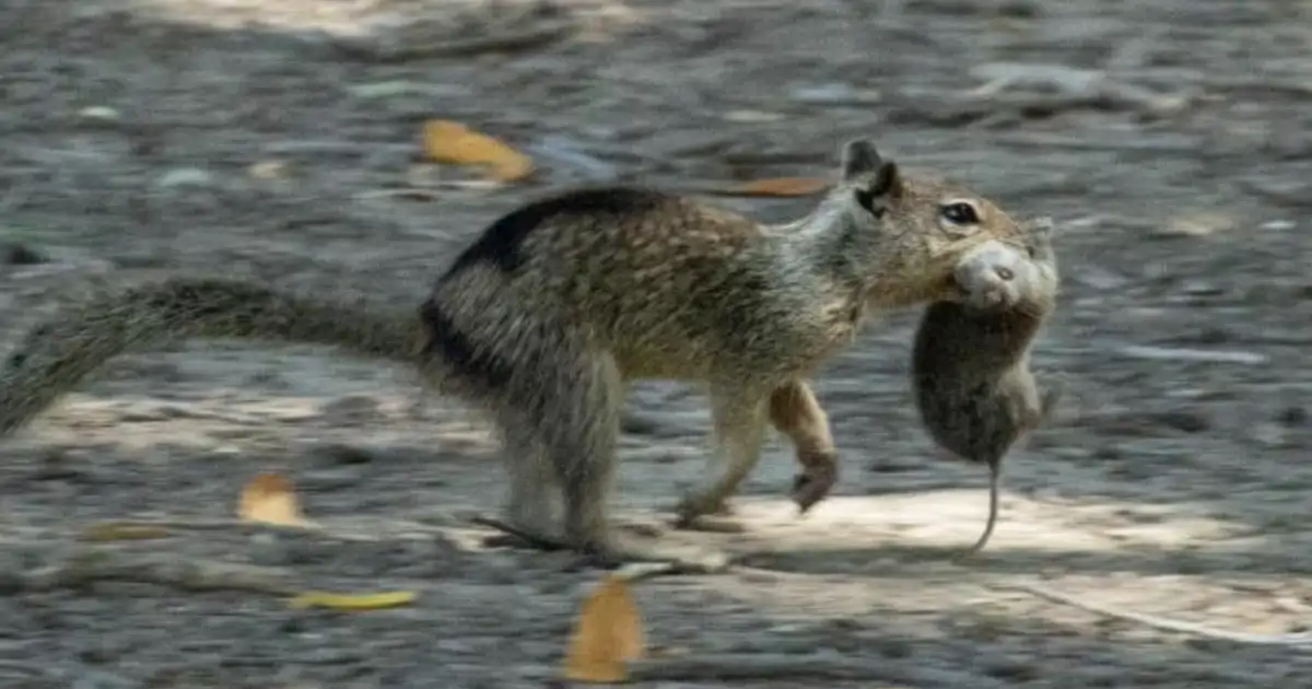 Estuar Ell Raton Las ardillas se están volviendo carnívoras y eso es algo que no debería ...