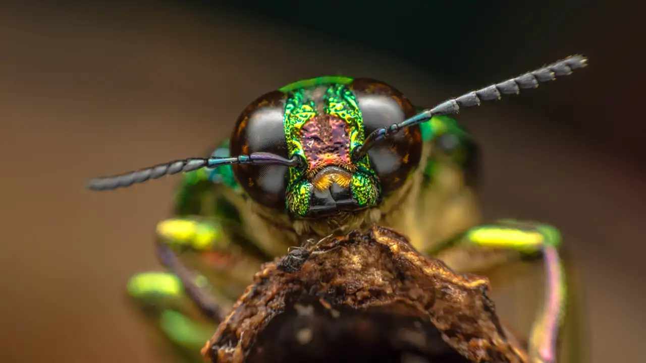 Parecen mosquitos, pero no lo son: la verdad sobre el insecto que ...