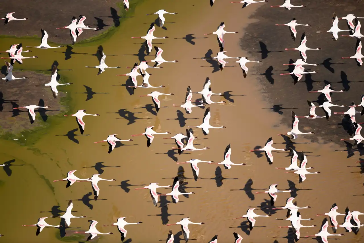 aves-cordon_5842d711_260702114722_1280x853.webp