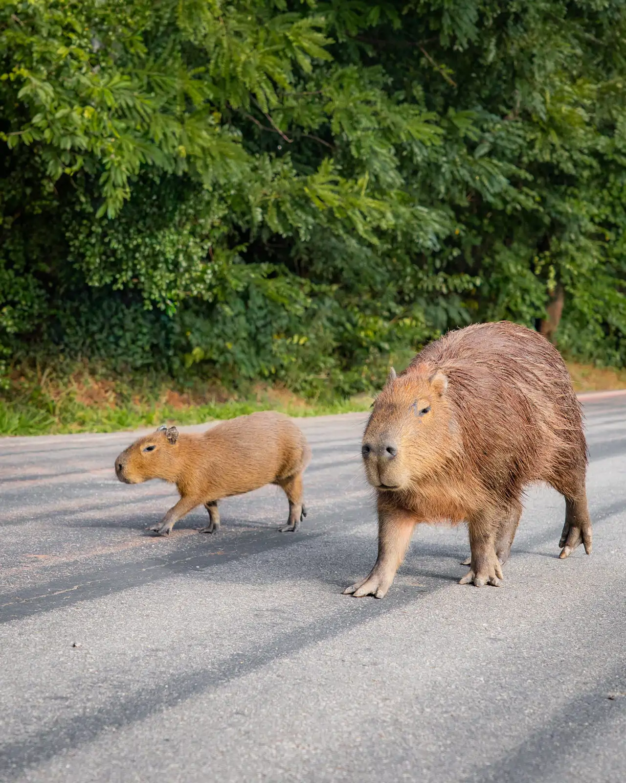 capibaras_2b65565f_260702123314_1280x1600.webp