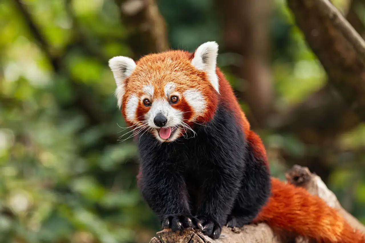 panda-rojo-espanol_af58ad88_260702111030_1280x853.webp
