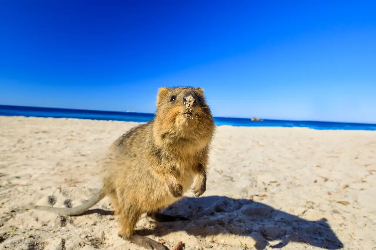 quokka_f3fb1bc8_260702105652_1280x853.webp