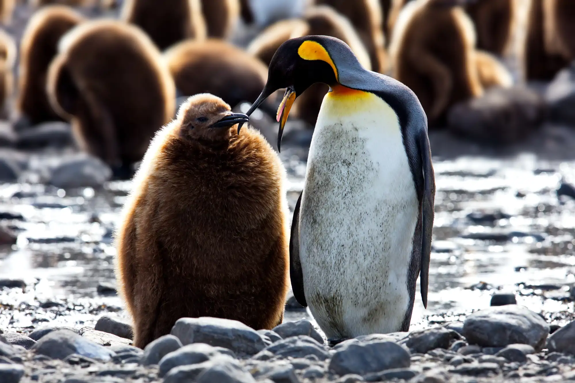 conversacion-interespecie_bf1e1357_260703160610_2000x1333.webp