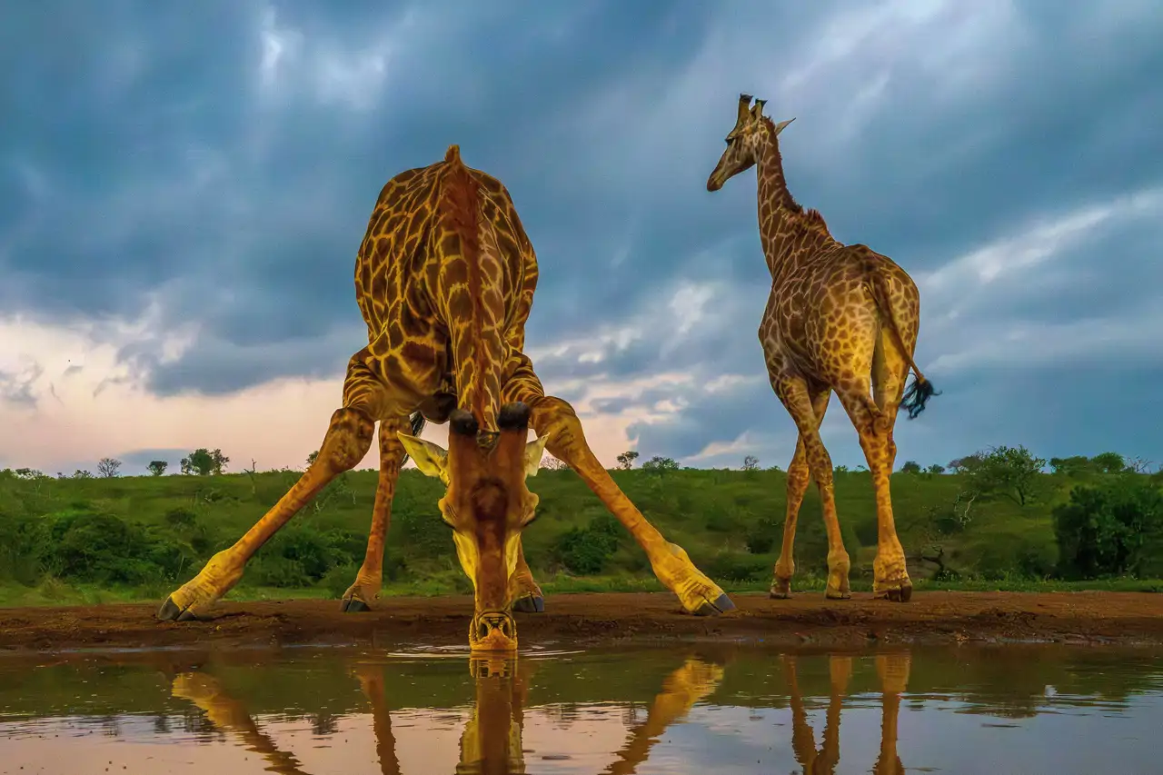 jirafas-beben-agua_7b303c22_260707154745_1280x853.webp