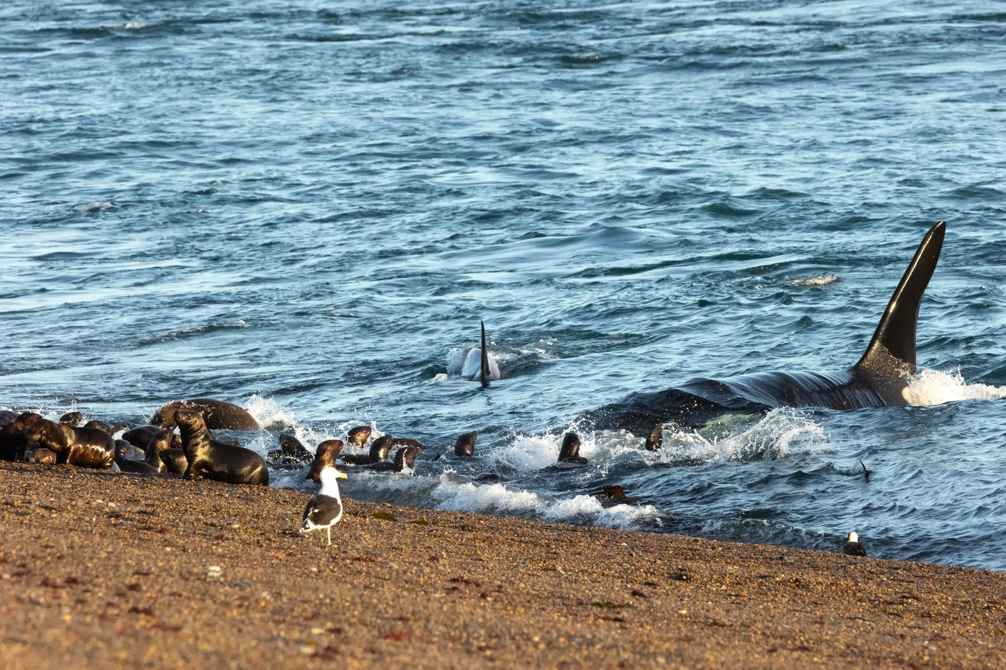 donde-las-orcas-cazan-en-tierra-firme20240128-0167-orcas-peninsula-valdes_0c6aaf6a_260709121649_2000x1333.webp
