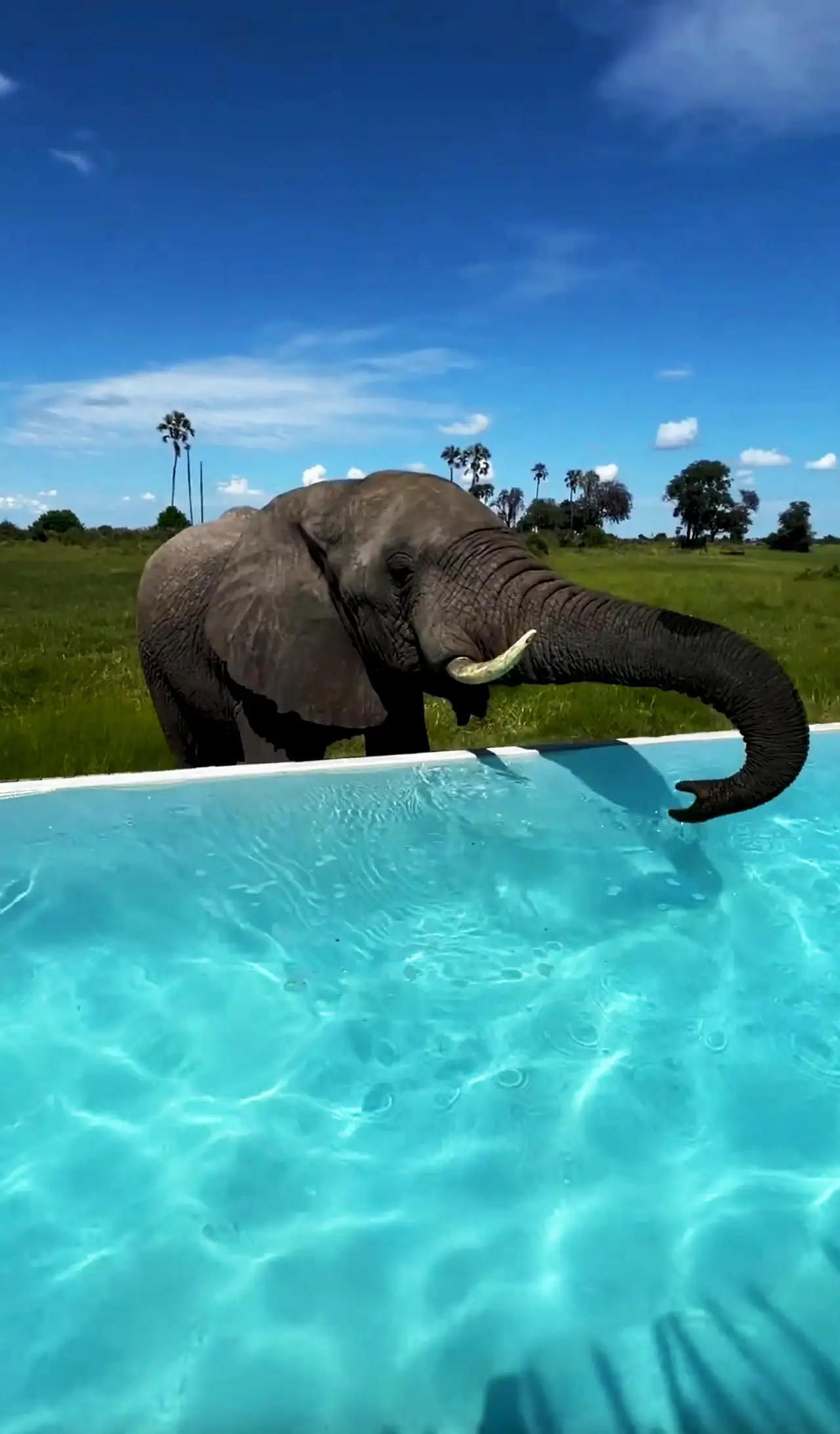 elefante-botusiana-piscina_47994ec4_260709131212_1280x2184.webp