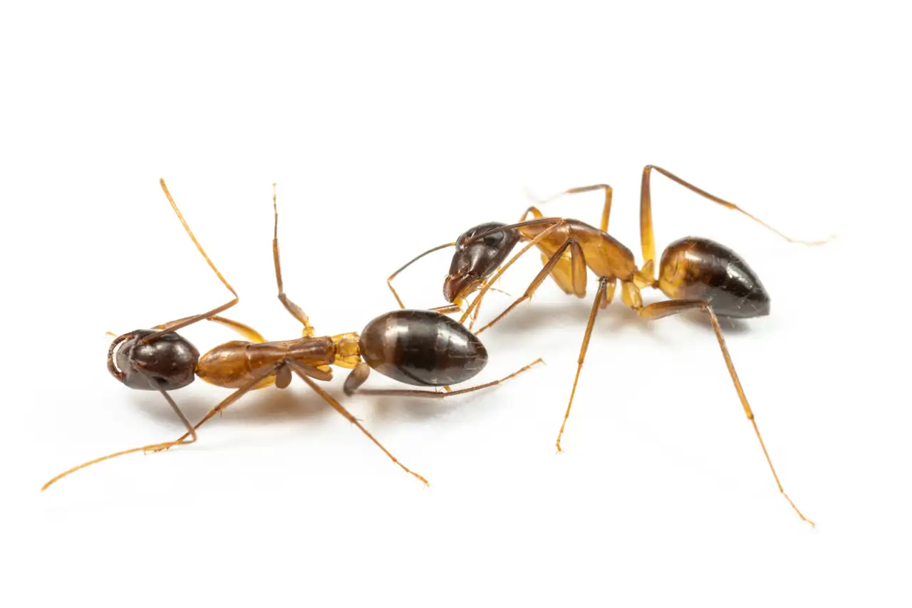 Hormiga 'enfermera'