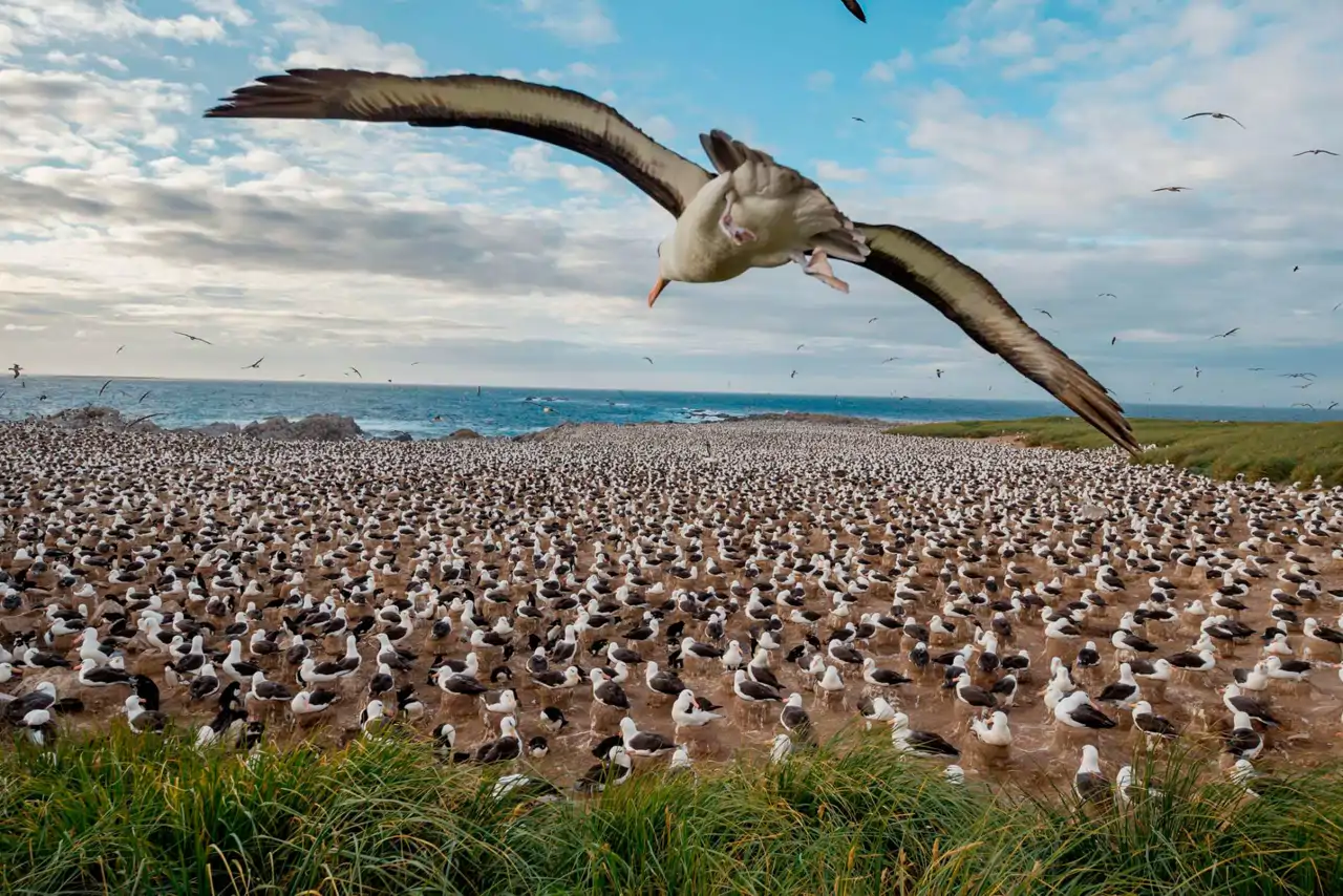 malvinas1_00000000_f74d9d23_260714124342_1280x854.webp