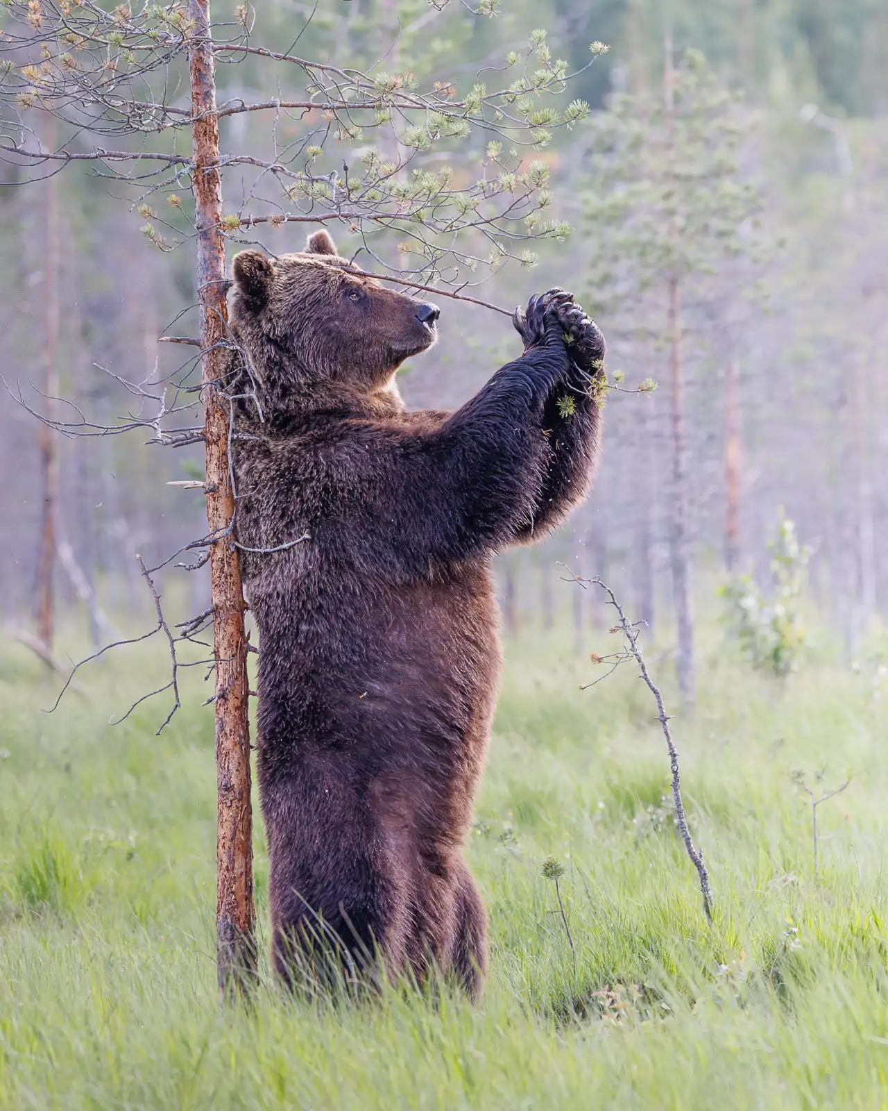 oso-pardo-en-rusia-finlandia_00575f14_260714135517_1280x1600.webp