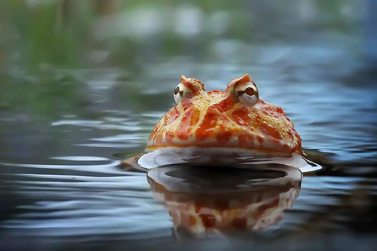 rana-flotando-tortuga_0143b4ee_260714142333_1280x852.webp