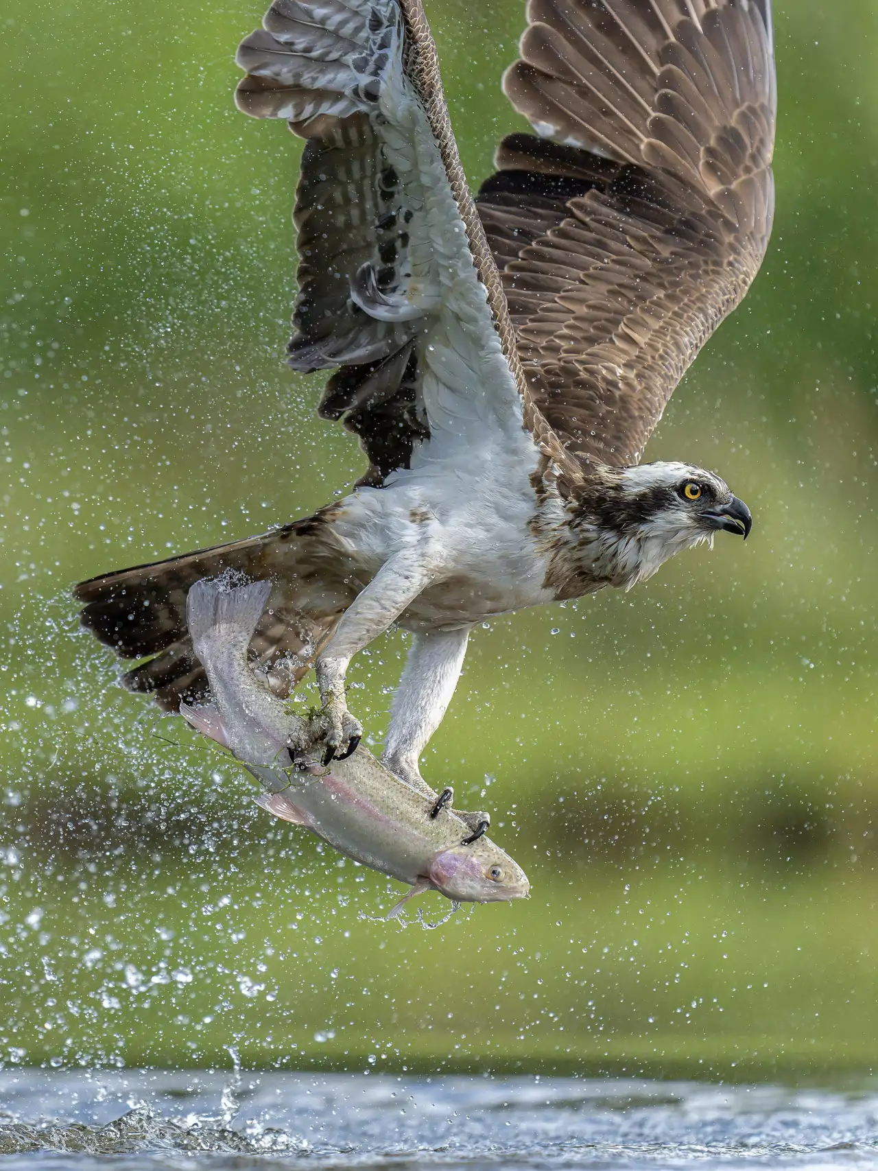 aguila-pescadora_fed9741e_260721140219_1280x1707.webp