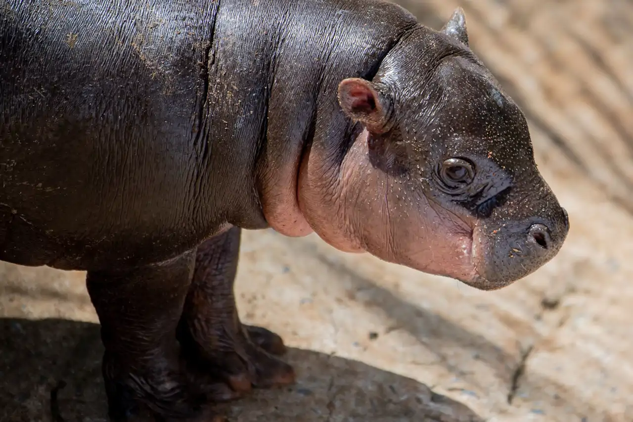 hipopotamo-pigmeo_348008b7_260721115149_1280x853.webp
