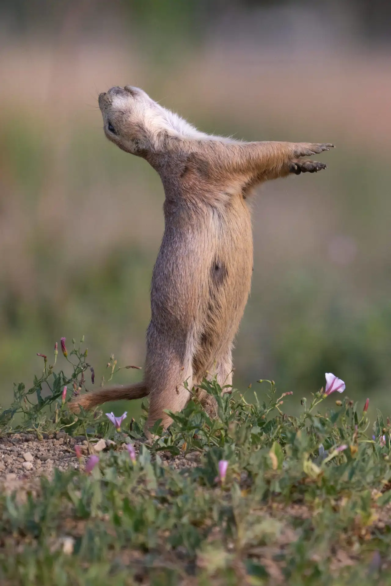 perro-de-las-praderas_43bf9394_260721134702_1280x1920.webp