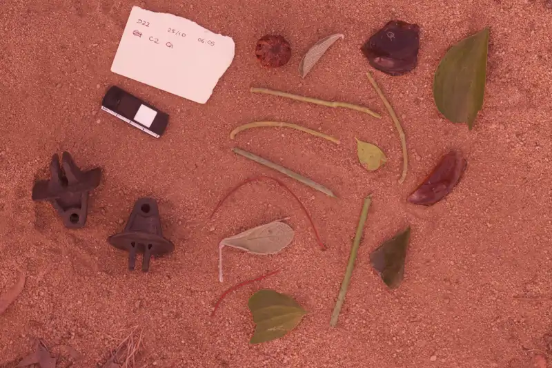 Los pájaros pergoleros recolectaban semillas, hojas, ramas de los jardines contiguos para elaborar sus pérbolas. Los investigadores encontraron incluso billetes de 50 dólares y esposas entre los materiales de construcción.&amp;nbsp;
