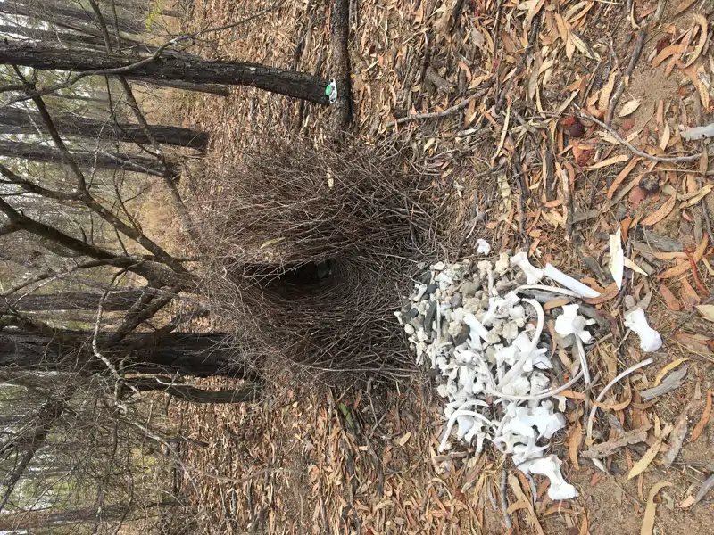 Los científicos descubireron que las aves que anidaban en entornos rurales utilizaban elementos obtenidos en la naturaleza, mucho menos vistosos que los que empleaban sus congéneres urbanos.&amp;nbsp;
