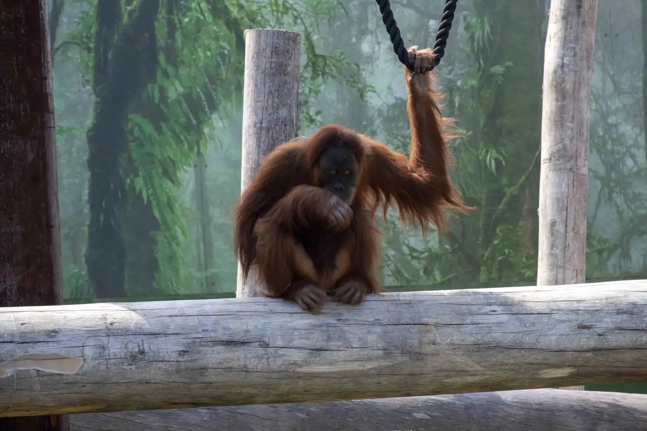 orangutan-de-sumatra_312473d0_260728151704_1280x853.webp