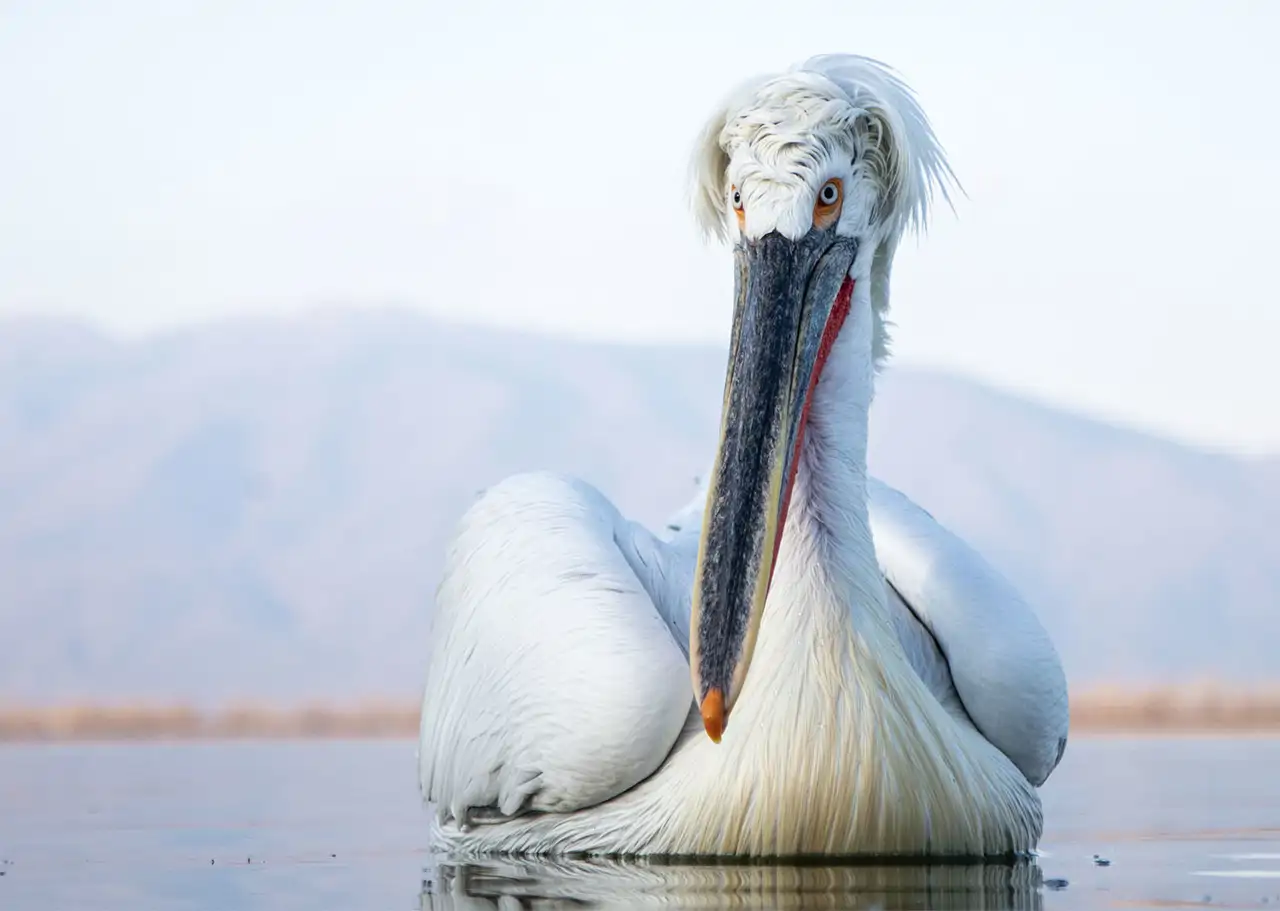 pelicano_1b36083d_260728142906_1280x911.webp