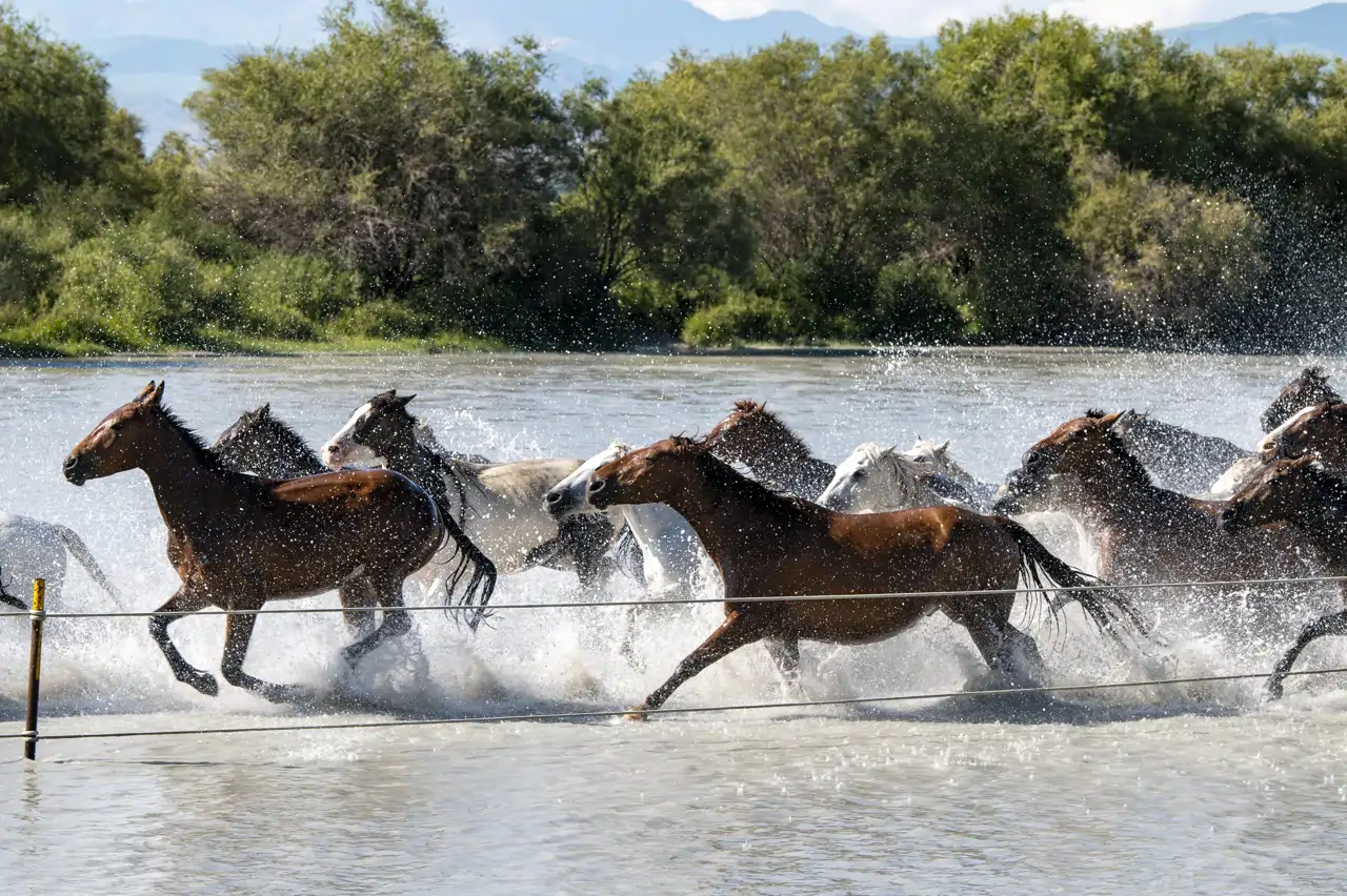 caballos-galope_bcdf9a9a_260804120538_1280x852.webp