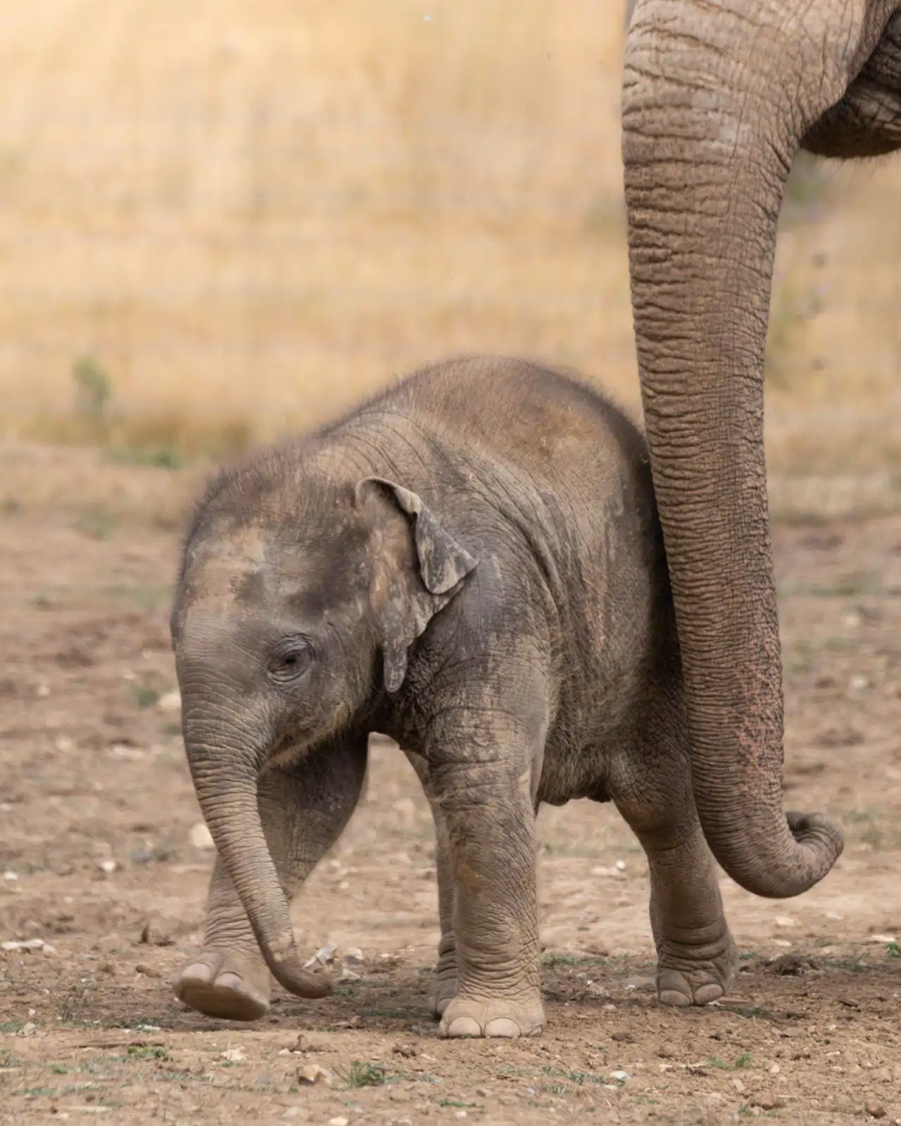 elefante-cria_c8b3bc76_260804114131_1280x1599.webp