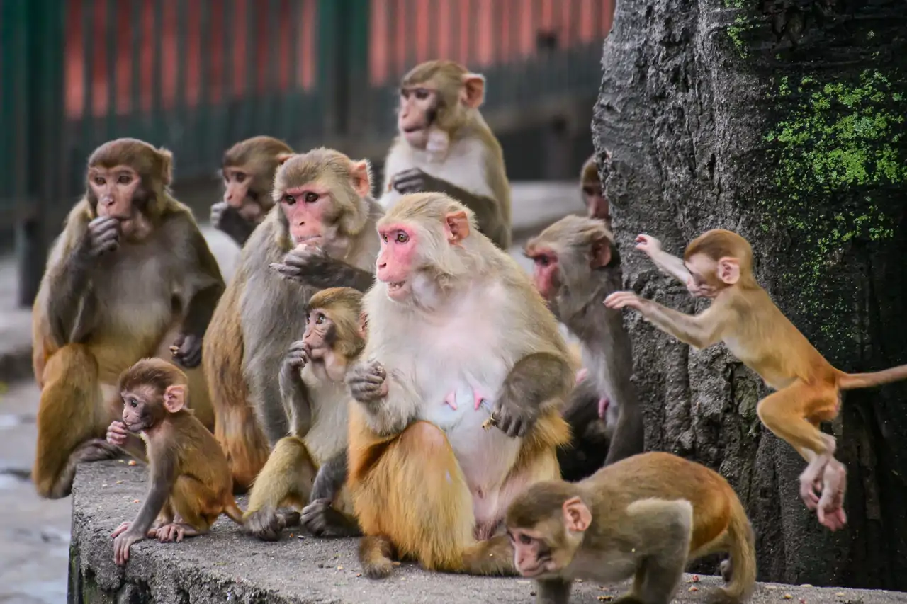 monos-macaco-rhesus_ede949c7_260804114527_1280x853.webp