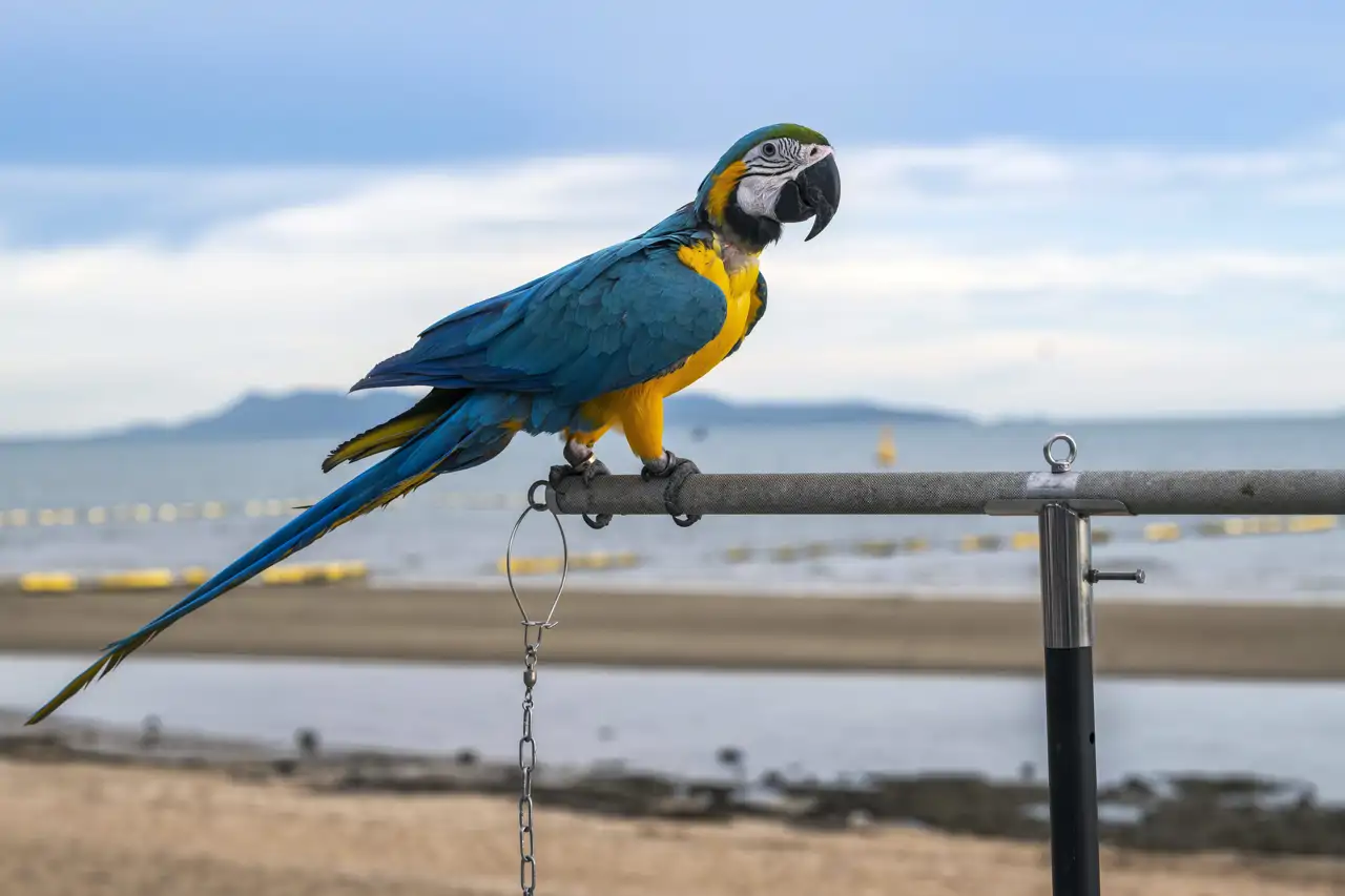 guacamayo-tailandia_0a399a65_260811120910_1280x853.webp