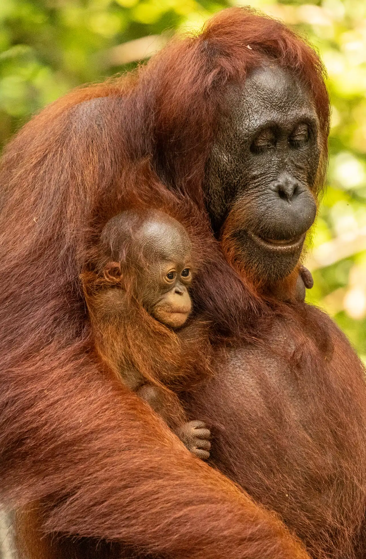 orangutanes_f931d3cf_260811123226_1280x1951.webp