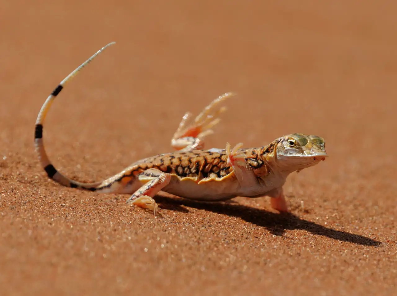 lagarto_f00aabff_260818103114_1280x953.webp