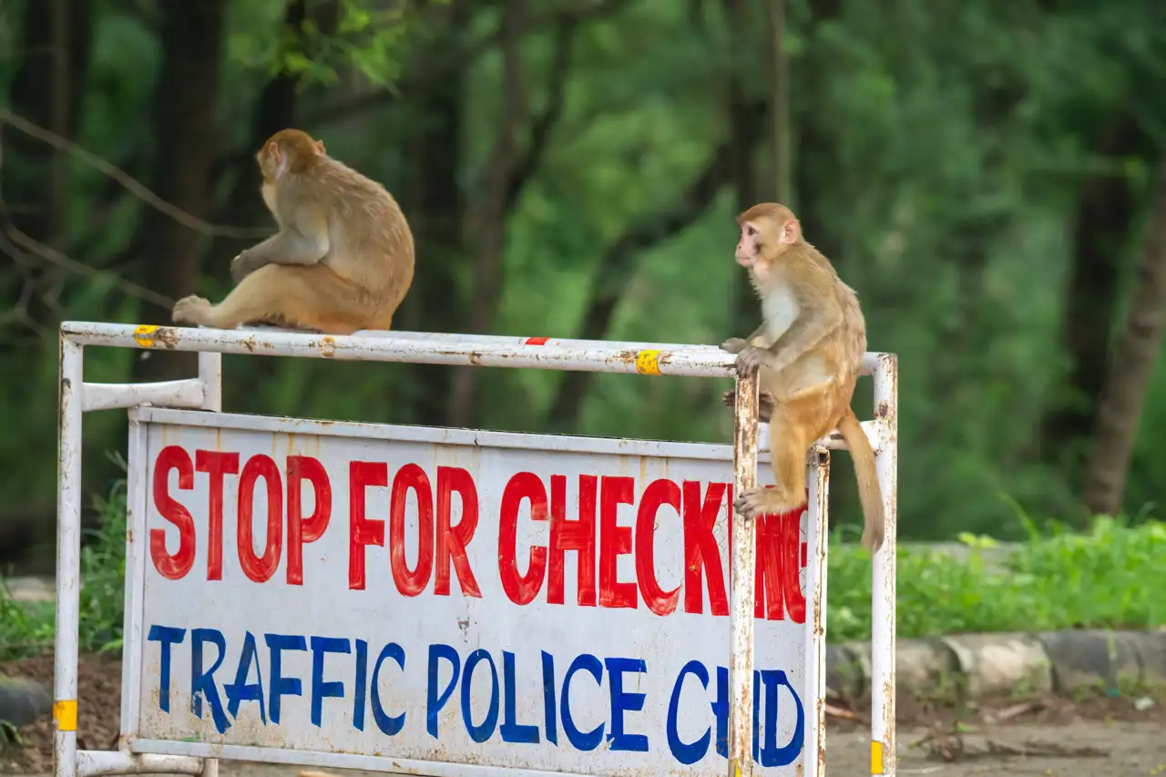 monos-control-policial_fa4e9b93_260818102326_1280x853.webp