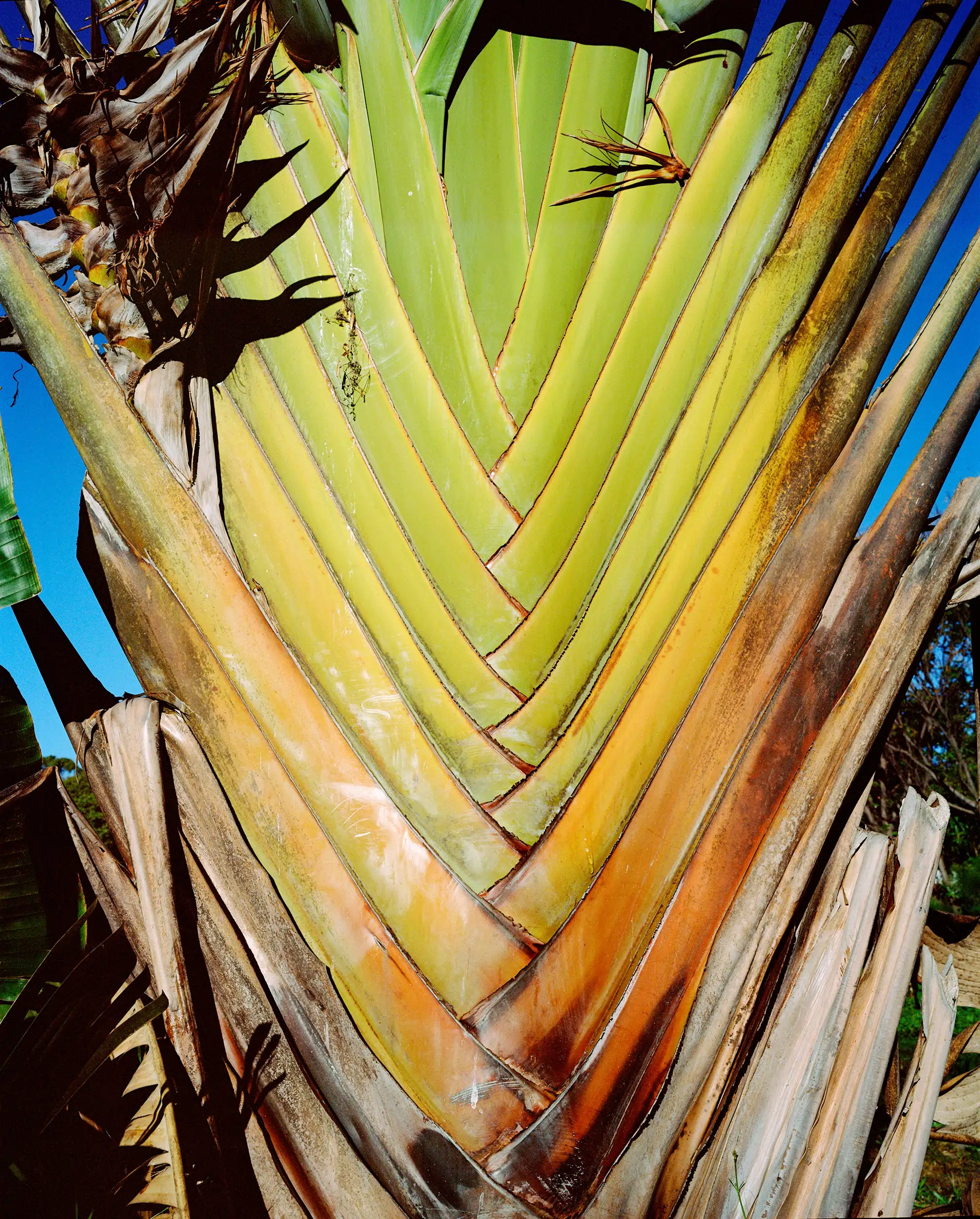 el-arbol-del-viajero-ravenala-madagascariensis-es-originario-de-madagascar-a-pesar-de-su-nombre-el-arbol-no-se-considera-una-palmera-verdadera-sino-una-planta-gigante-con-flores-la-imagen-forma-parte-_2ee8e663_260820104121_2000x2489.webp