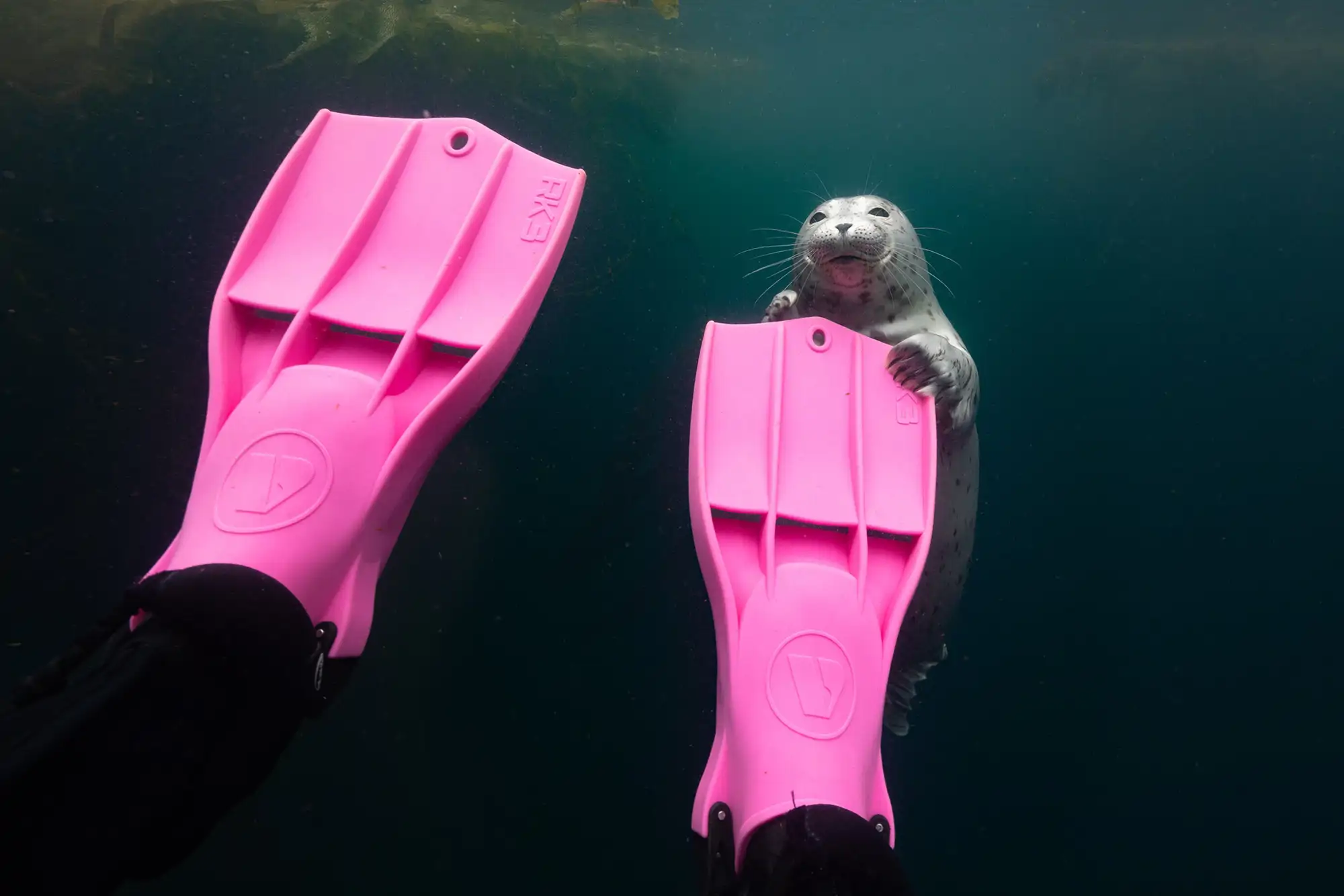 una-joven-foca-comun-phoca-vitulina-se-acerca-a-un-buceador-cerca-de-la-estacion-marina-hopkins-en-monterey-california-las-focas-son-conocidas-por-su-actitud-curiosa-y-juguetona-pero-tambien-pueden-es_93110160_260820103929_2000x1334.webp