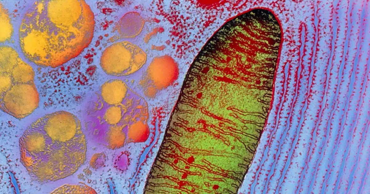 Mitochondria Injection From Leg Restores Temporary Light Response in Eyes - News Directory 3