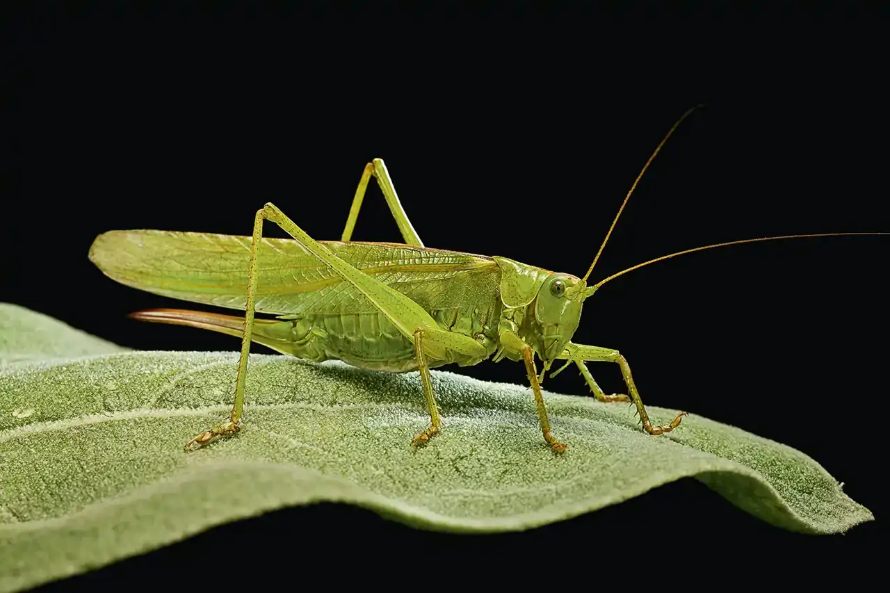 un-saltamontes-con-antenas-descomunales_0075eb1d_260828105457_1280x853.webp
