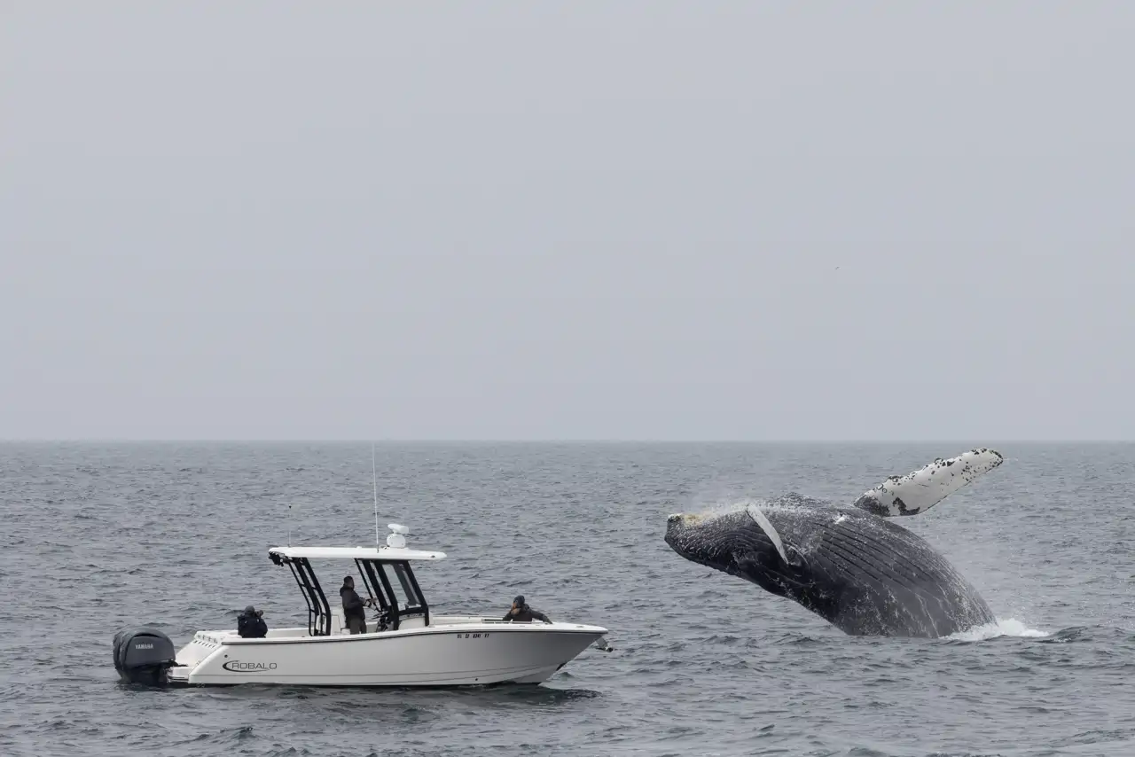 ballena-jorobada-en-monterrey_9f7cbd91_260901145328_1280x854.webp