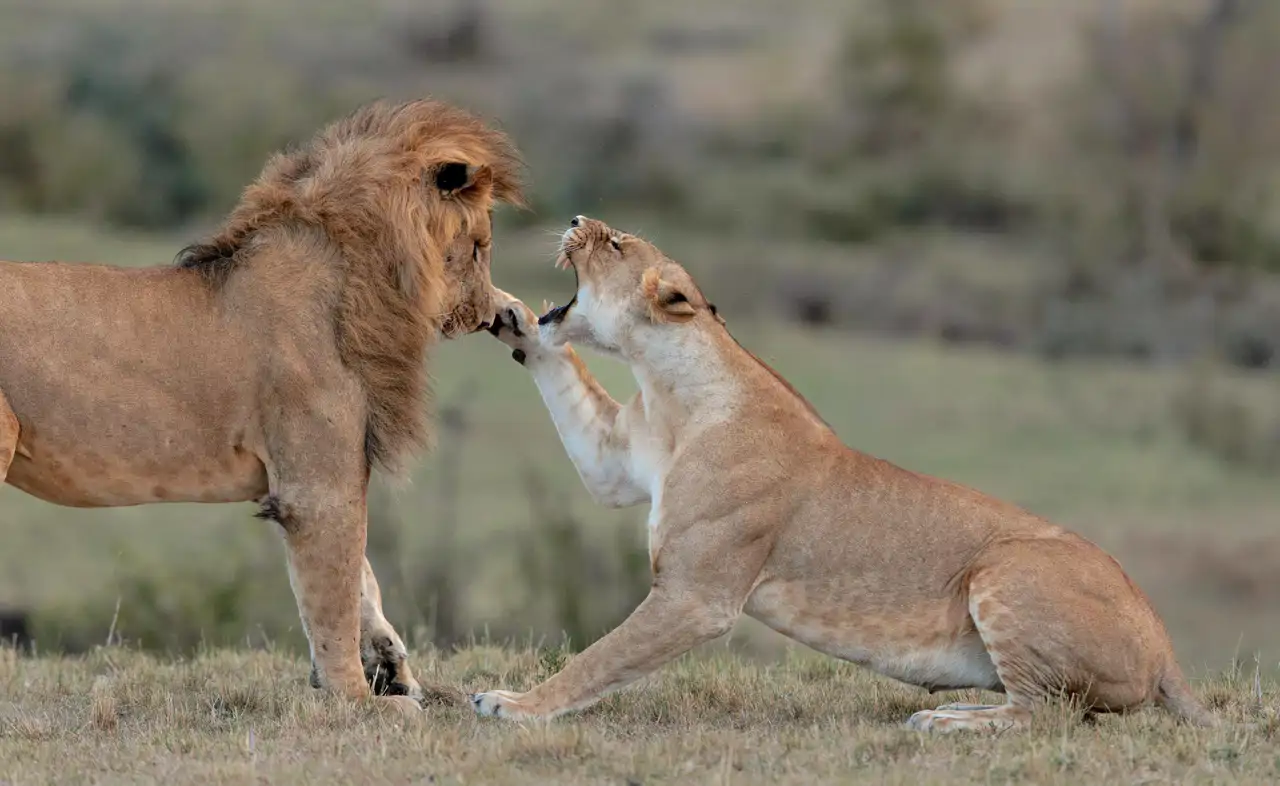 leones-en-kenia_2ce86430_260901150554_1280x786.webp