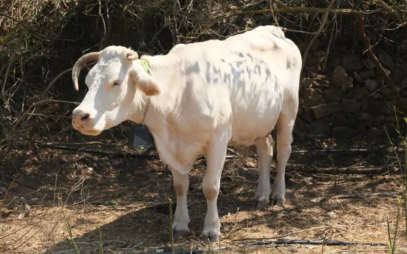 Enric Ullar vacas con GPS