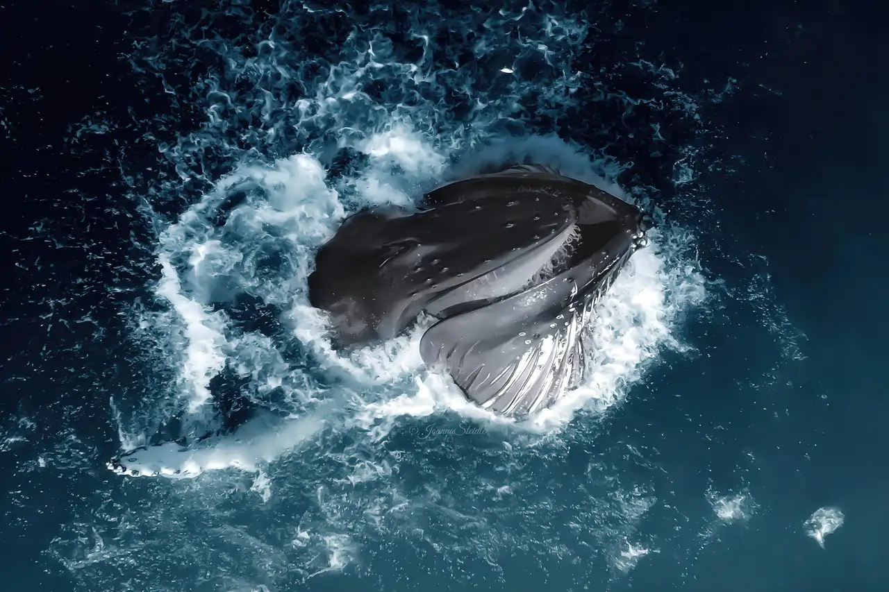 ballenas_88dab9dd_260908132533_1280x853.webp
