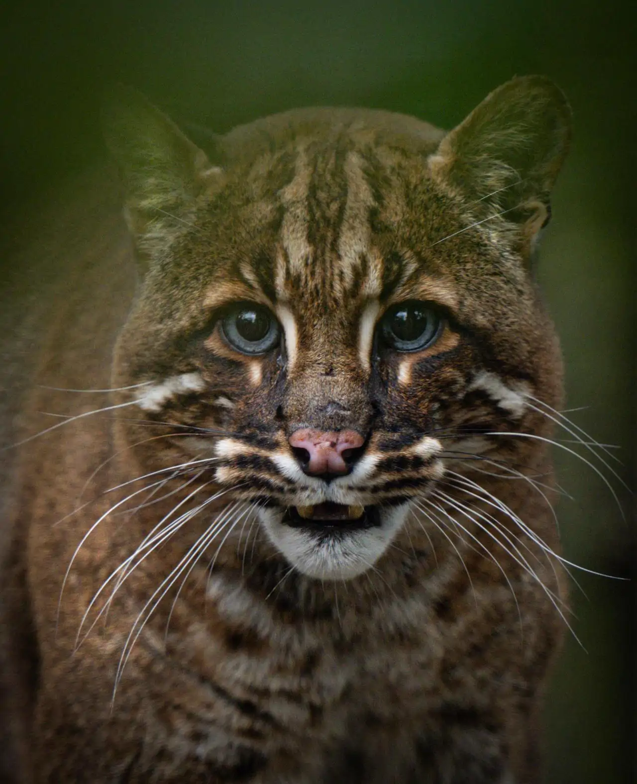 gato-dorado_c86000db_260908125002_1280x1576.webp