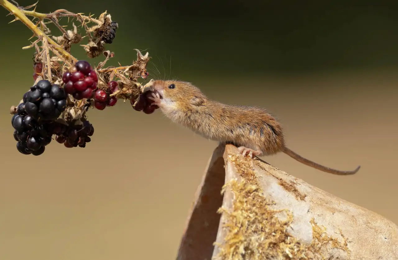 raton-con-uvas_f5862914_260908130140_1280x836.webp