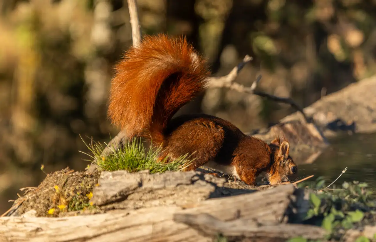 ardilla-roja-en-segovia_dbd967dd_260915112239_1280x825.webp