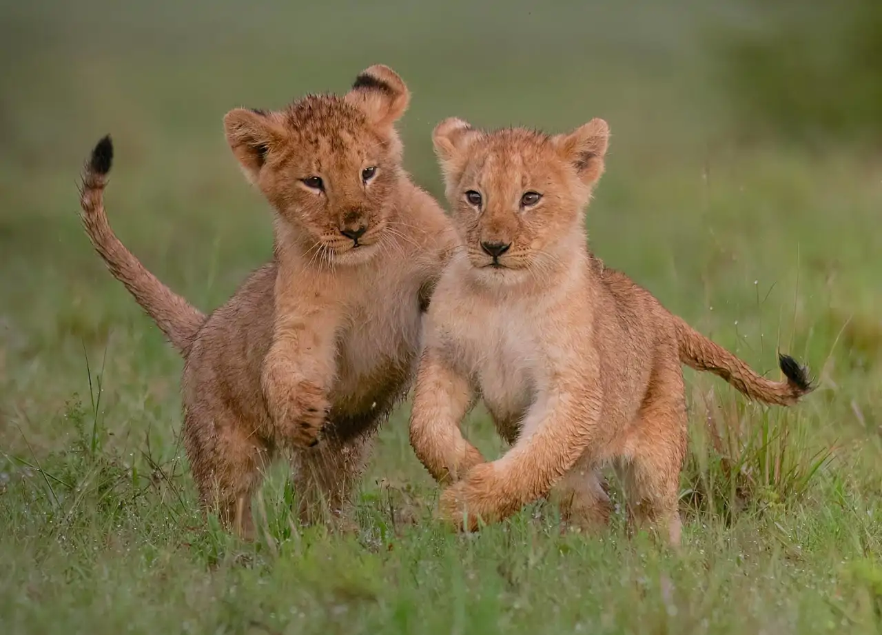 cachorros-de-leones_8731d19c_260915133437_1280x921.webp
