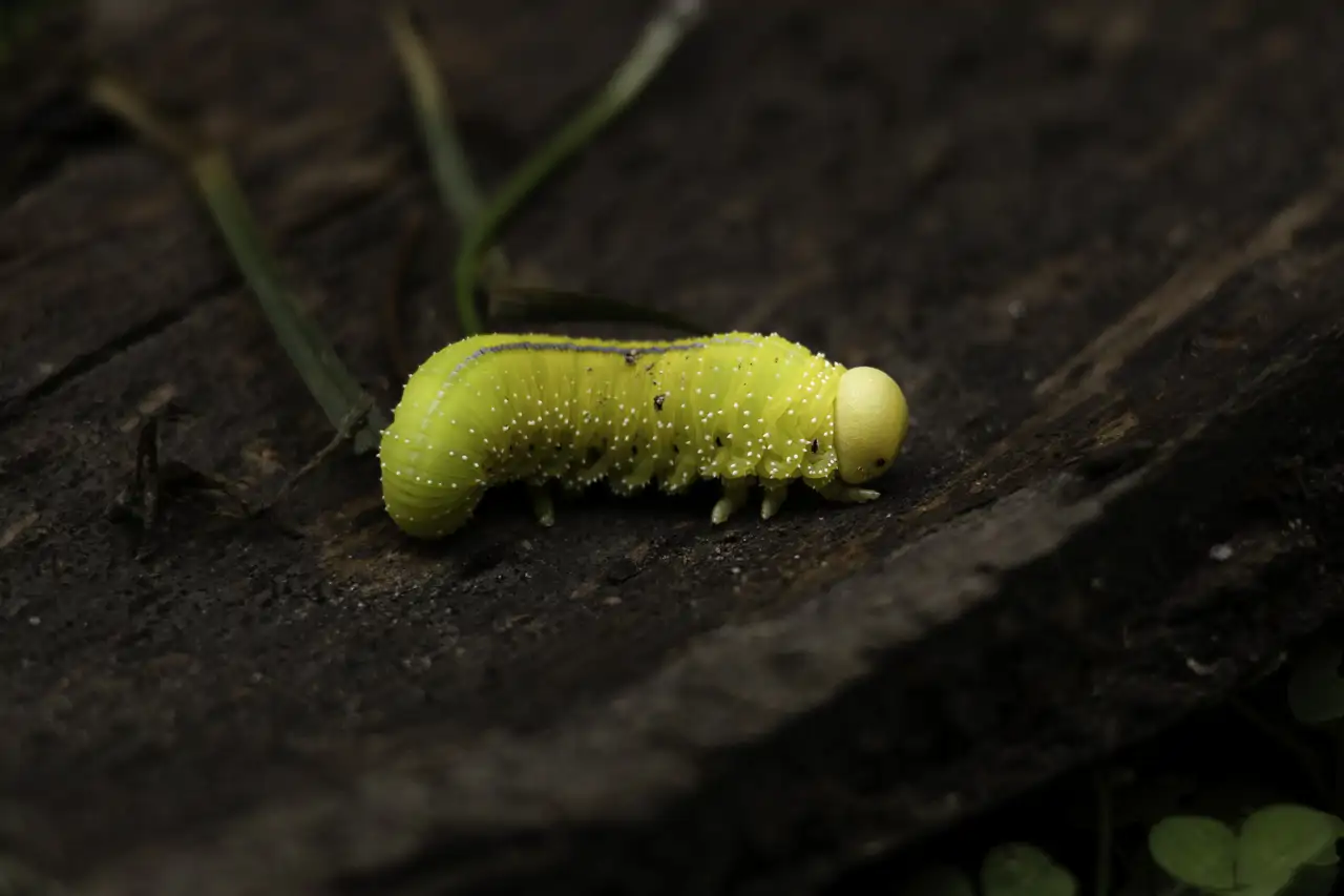 larva_605d47b6_260915113945_1280x853.webp
