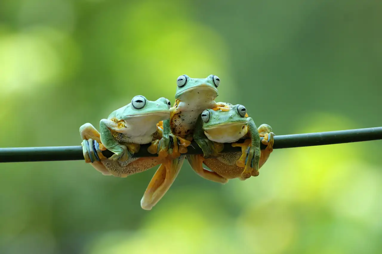 ranas_505953c2_260915115515_1280x853.webp