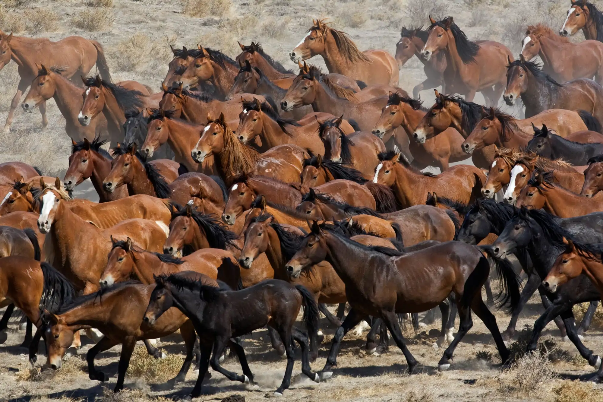 mas-de-85000-caballos_66e71498_260918133040_2000x1333.webp
