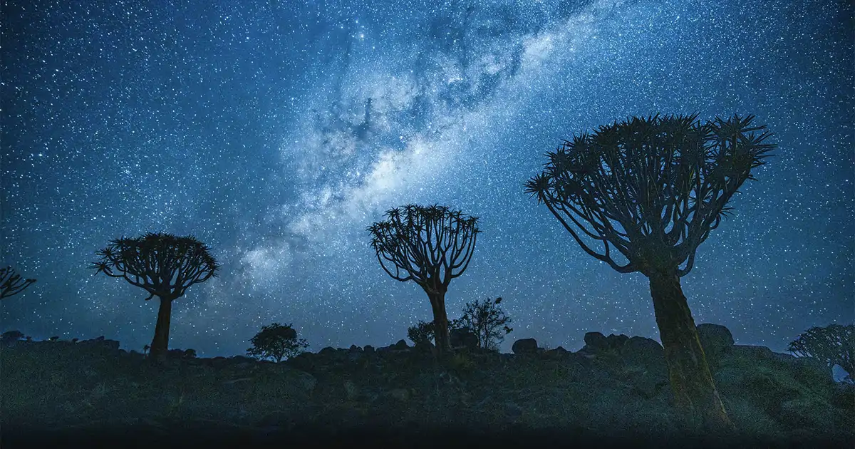 Una foto de aloes bajo la Vía Láctea subraya la vulnerabilidad de la especie en Namibia