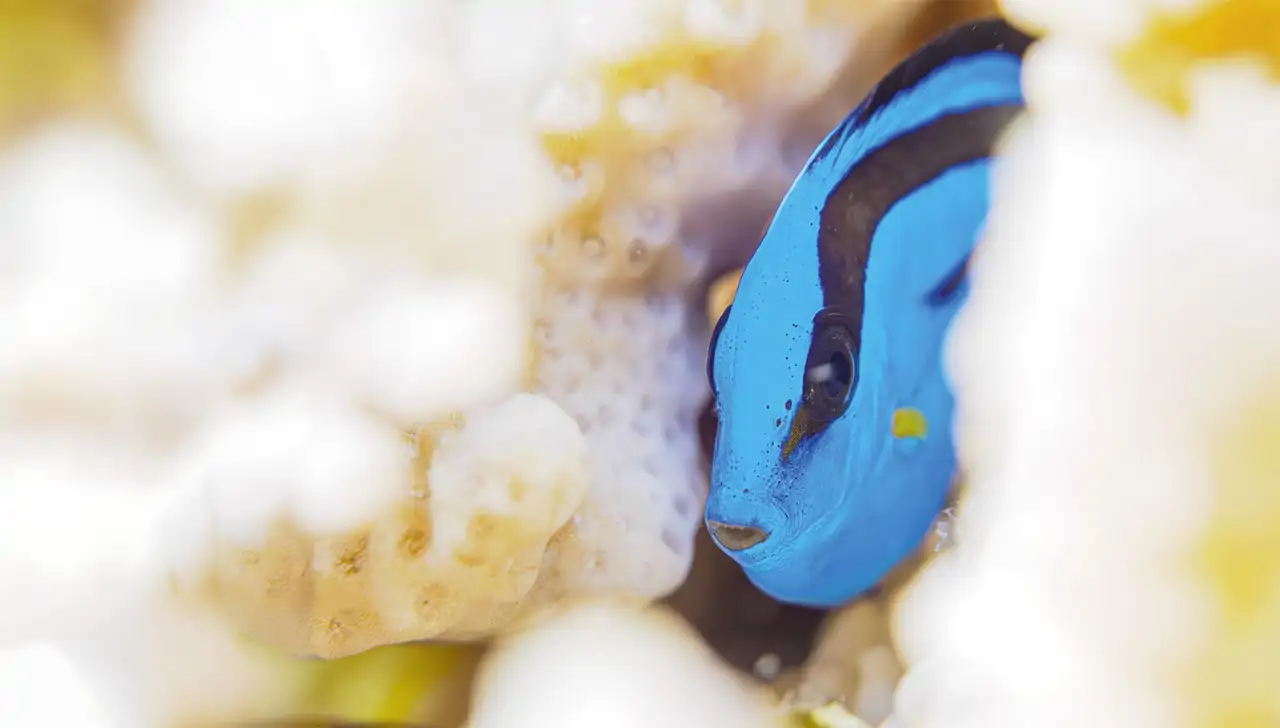 gettyimages-pez-cirujano-azul_aaf79afb_260922100901_1280x728.webp