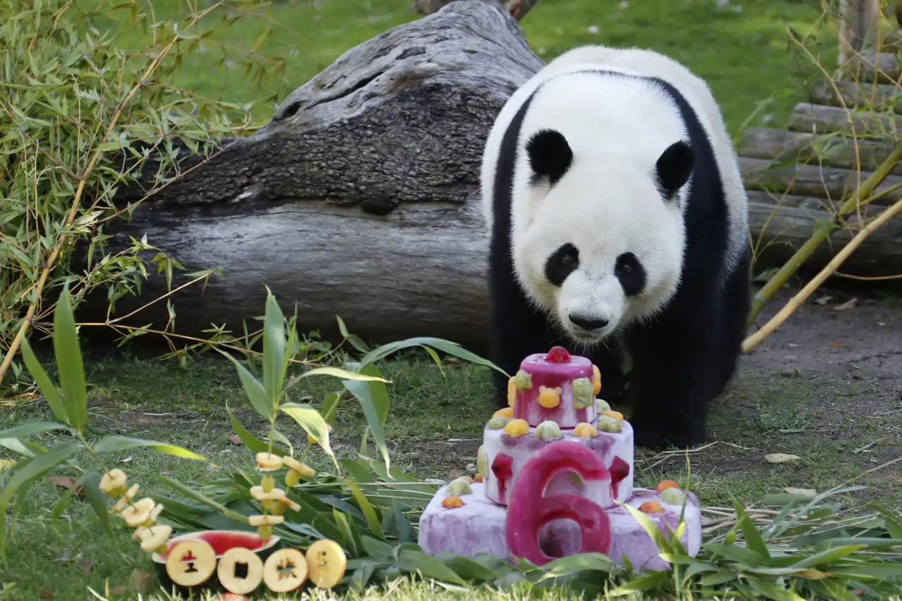 oso-panda-madrid_b112be39_260922111448_1280x853.webp