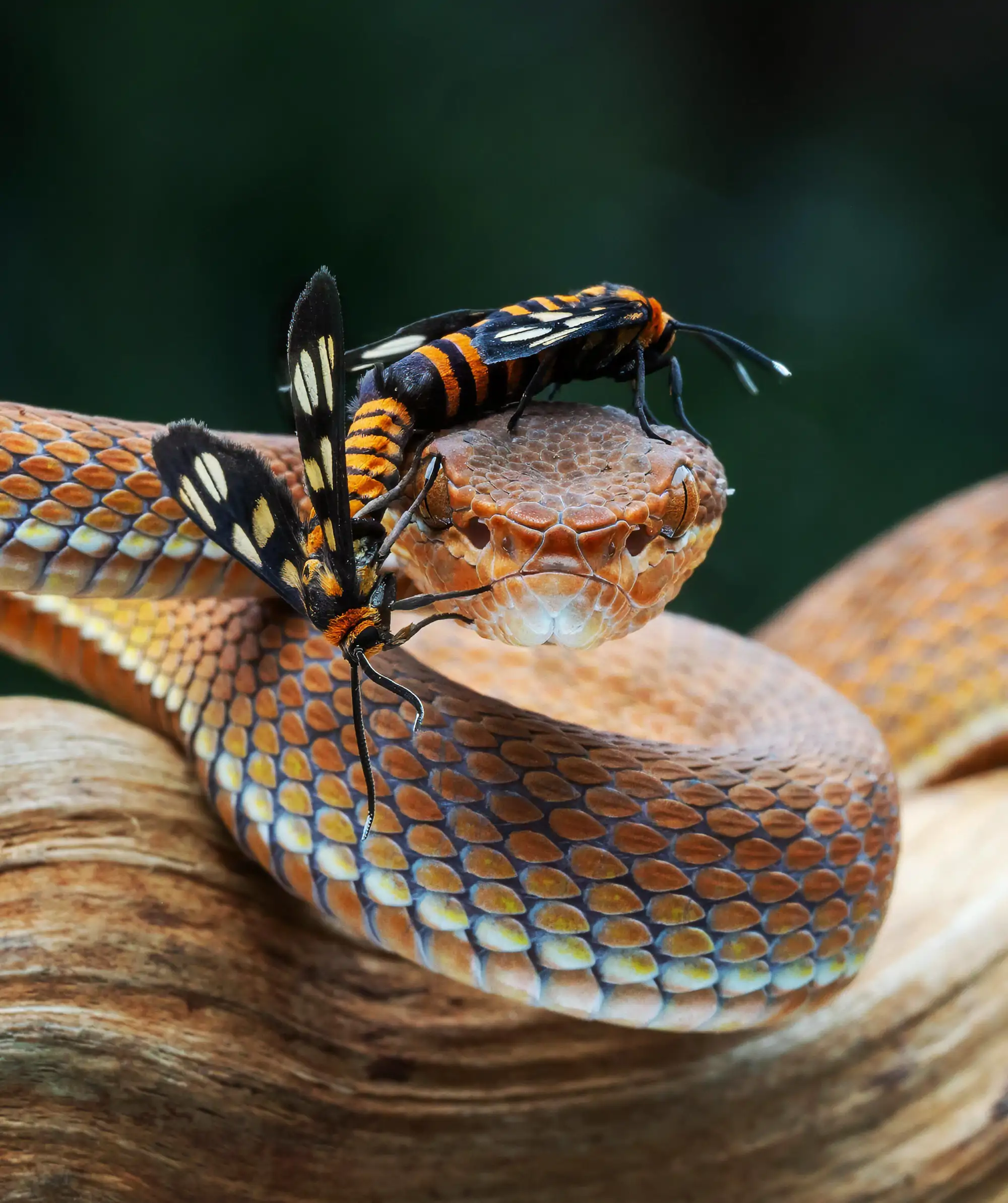 el-enojo-de-la-serpiente_3595ee76_261002143515_2000x2386.webp