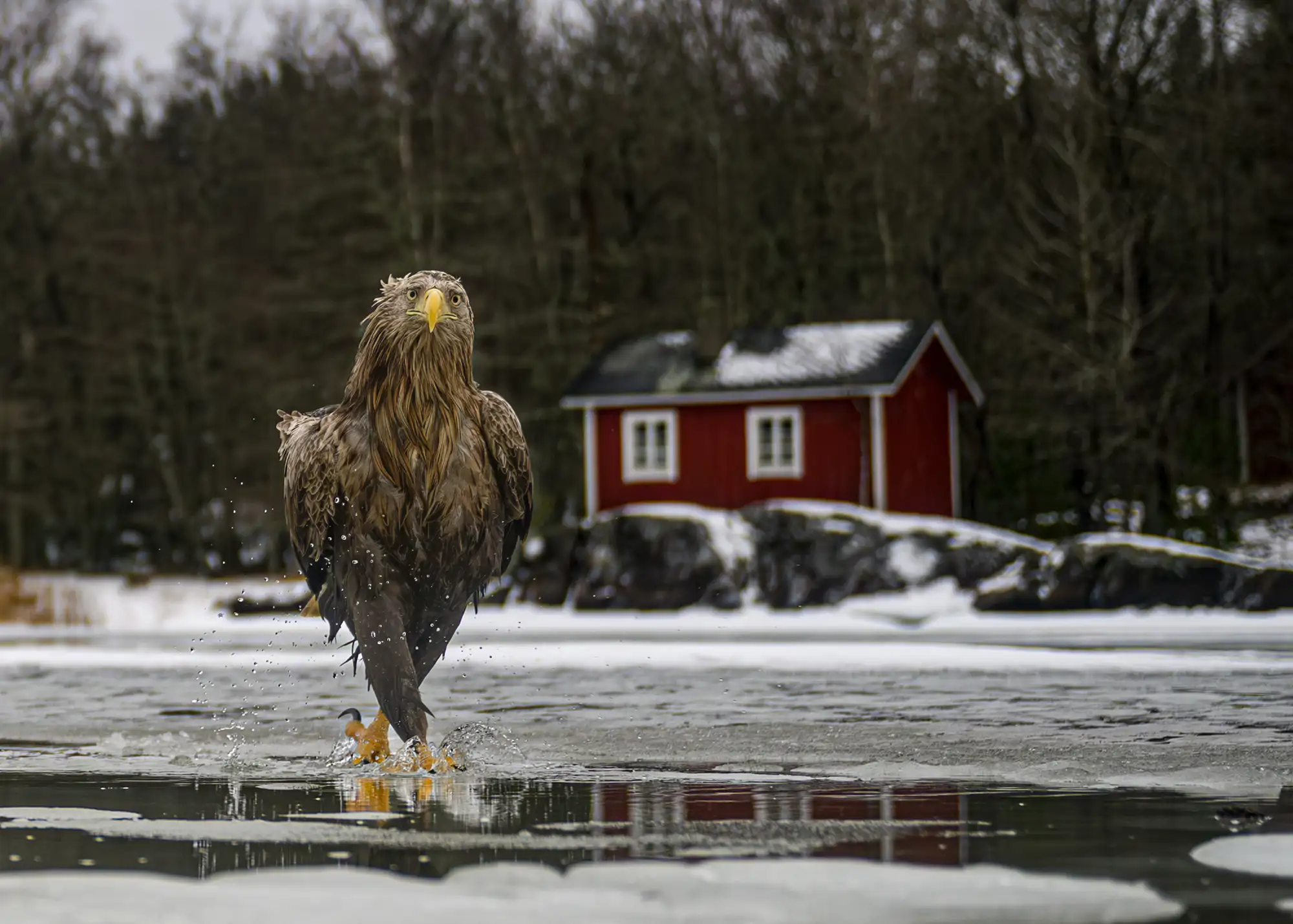 Fashion fades Feather coats are forever