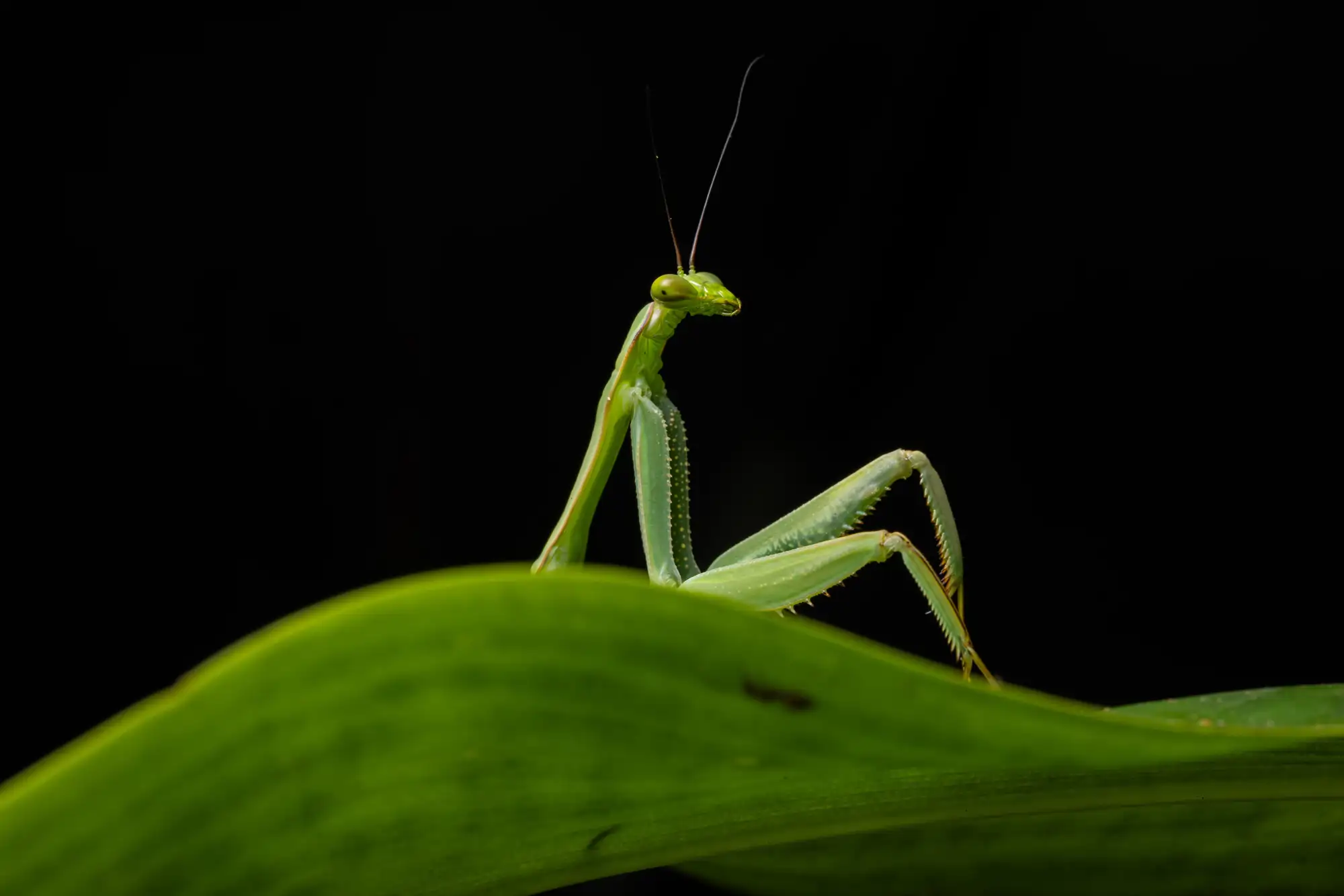 Sexy mantis